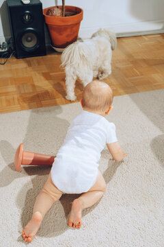 Baby follows dog by crawling