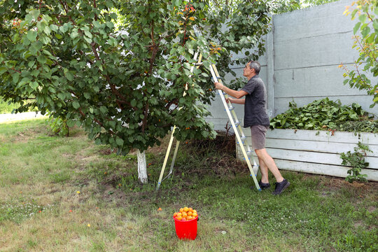 A man is picking fruits