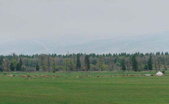 Alpine Pastoral: Life on the Pasture and the Forest.