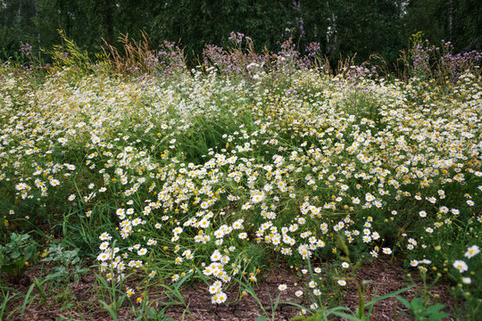 Wild chamomile flowers blooming in summer meadow