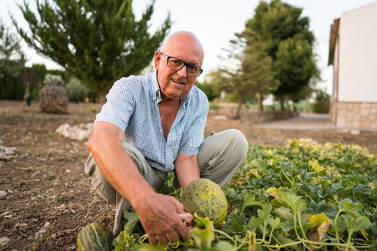 Senior gardener harvests melon from home vegetable garden
