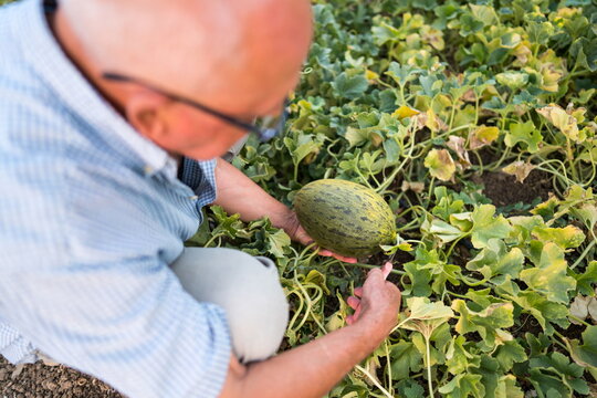 Senior gardener harvest melon in organic vegetable garden
