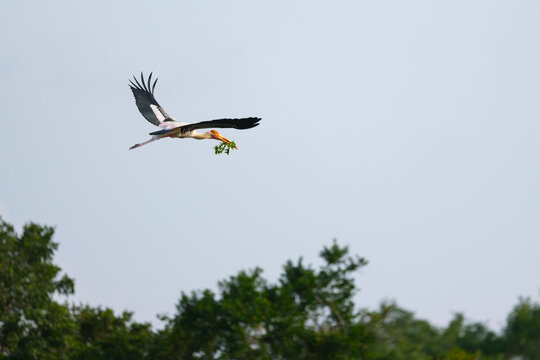 Painted Stork Carrying Nesting Material