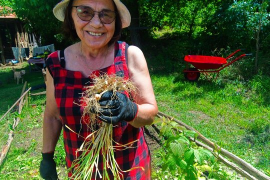 Removing weeds with garlic