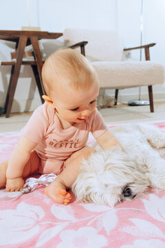 Dog and lazy dog on floor 