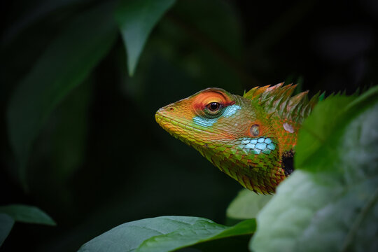 Colorful Changeable Lizard on Forest Vine