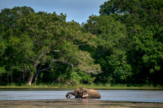 Asian Elephant Feeding in Shallow Lake