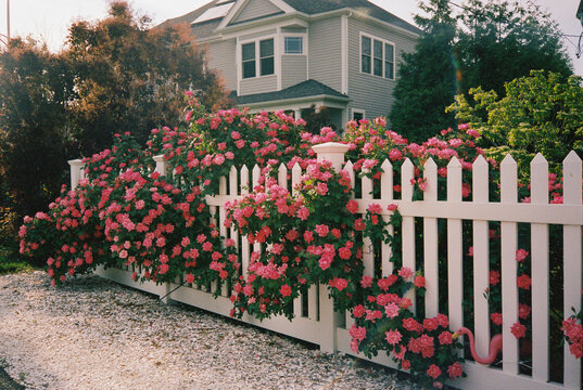 Roses in bloom white picket fence film 
