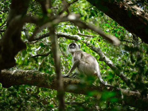 Tufted Gray Langur in Forest Canopy