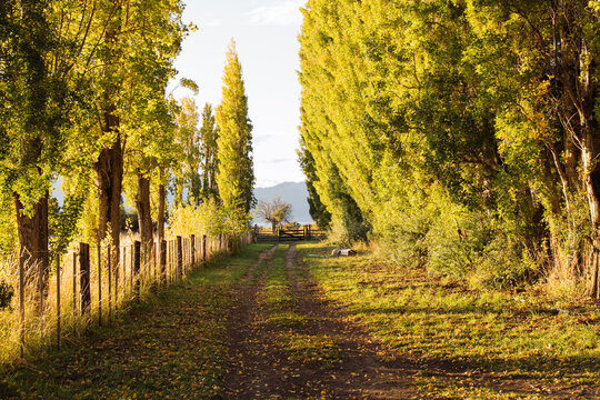 Poplar Tree-Lined Lane