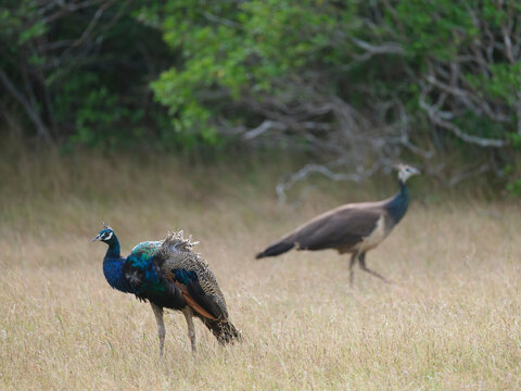 Male and Female Indian Peafowl Together