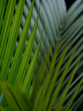 Layered Palm Fronds in Tropical Forest
