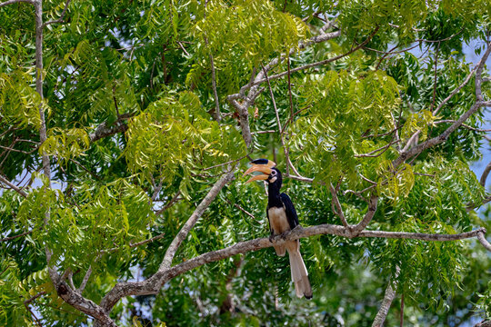 Malabar Pied Hornbill Perched in Forest Canopy