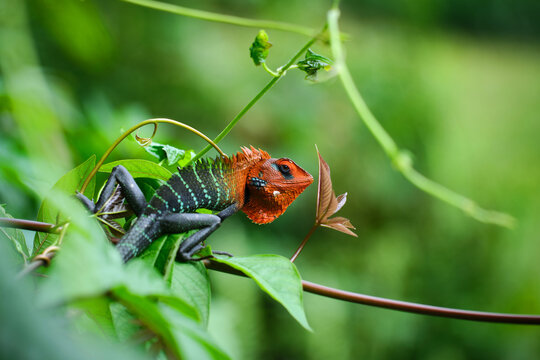 Colorful Changeable Lizard on Forest Vine