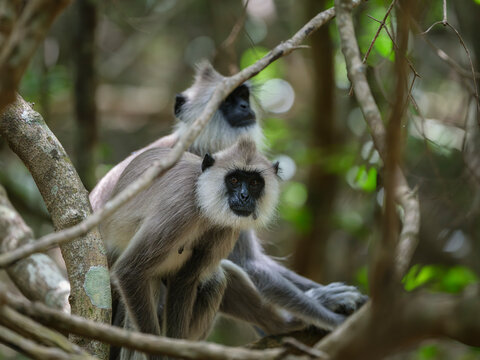 Gray Langurs in Forest Canopy