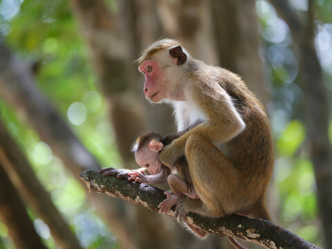 Toque Macaque Mother Watching Over Infant
