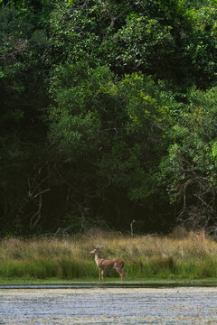 Spotted Deer Beside Forest Lake