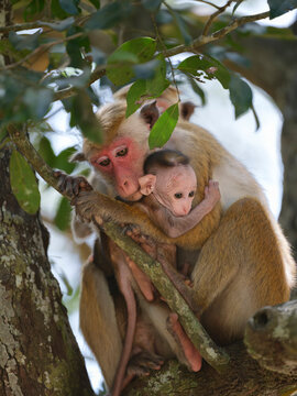 Mother Toque Macaque Embracing Infant