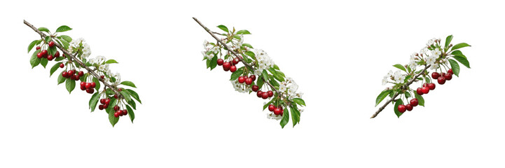 Set of fresh cherry tree branches with red cherries and white flowers with green leaves isolated on white background for fruit stock photography © AADi