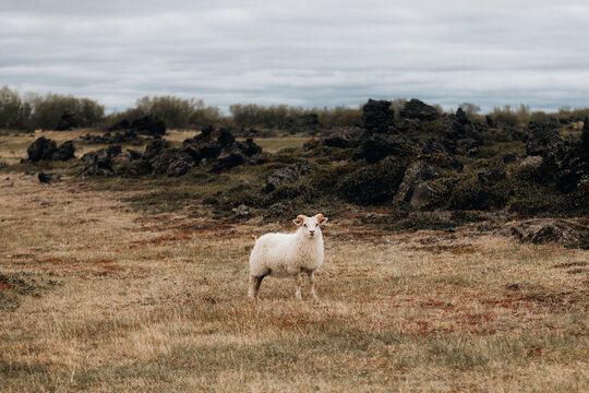 White Sheep in Volcanic Icelandic Landscape