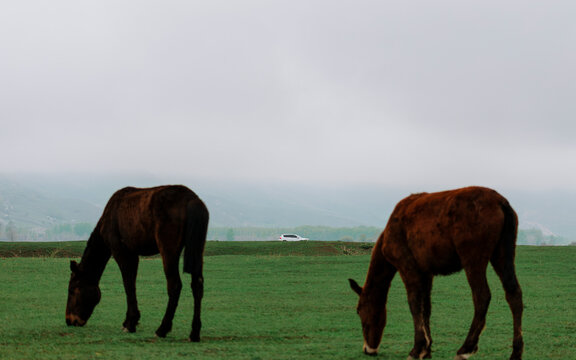 Leisurely Horses on a Vast Grassland and a Distant SUV.