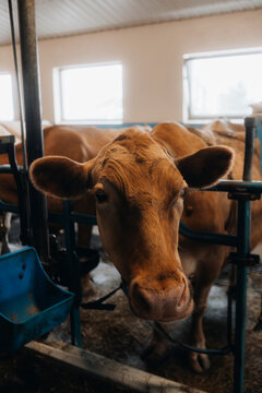 Brown Cow Inside Icelandic Barn