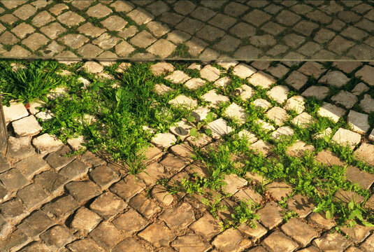 Sunlit Grass in Stonework