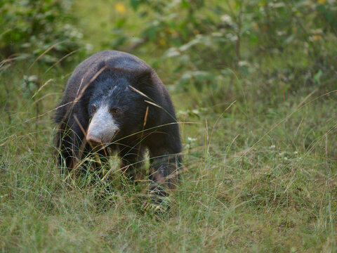 Sri Lankan Sloth Bear Walking Through Grassland