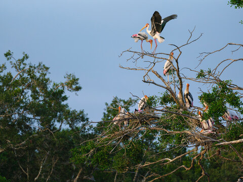 Painted Stork Landing at Nest
