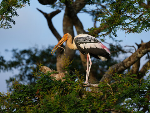 Portrait of Painted Stork in Tree with twig