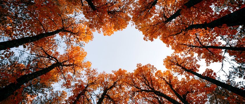 Autumn forest view from below, leaves in warm hues