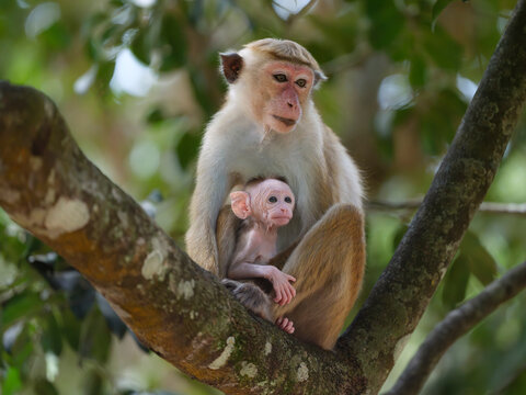 Young Toque Macaque Sheltering With Mother