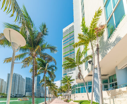 Palm trees along Miami Riverwalk with downtown skyscrapers