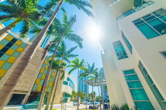 Palm trees skyscrapers and cars in Downtown Miami