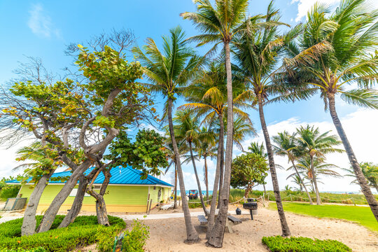 Palm trees on the beach in Pompano Beach Florida