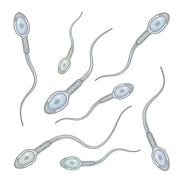 Human Spermatogenesis Histology with Developing Germ Cells in Seminiferous Tubule