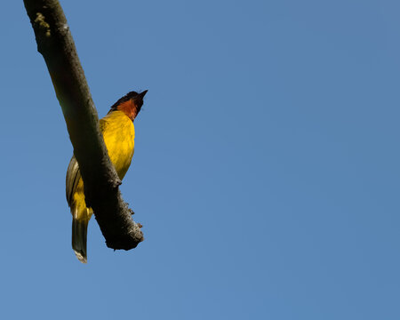 A Flame throated bulbul