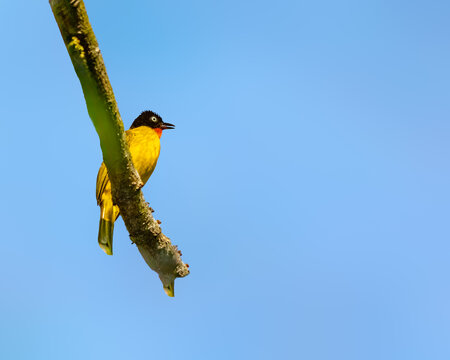 A Flame throated bulbul