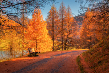 Fototapeta premium Wooden bench on trail road in golden larch tree forest at sunset. Dolomites, Italy. Autumn alpine landscape with orange trees, lake view, sunny mountain slope and fall red foliage light in countryside
