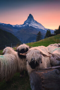 Flock of Sheep Grazing on Hill with Matterhorn Mountain in the Sunset at Zermatt Switzerland