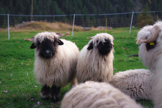Flock of sheep woolly in stall on hill among the Swiss Alps at countryside