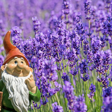 Blooming lavender, Lavandula, close-up