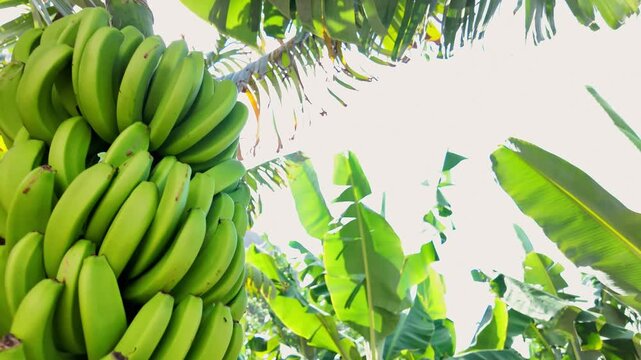Intimate handheld shot of banana crops on a Costa Rican farm, illustrating the lush, green tropical landscape and sustainable farming.