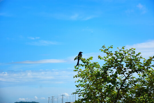 Black Drongo Bird Perched on a Jujube Tree Branch