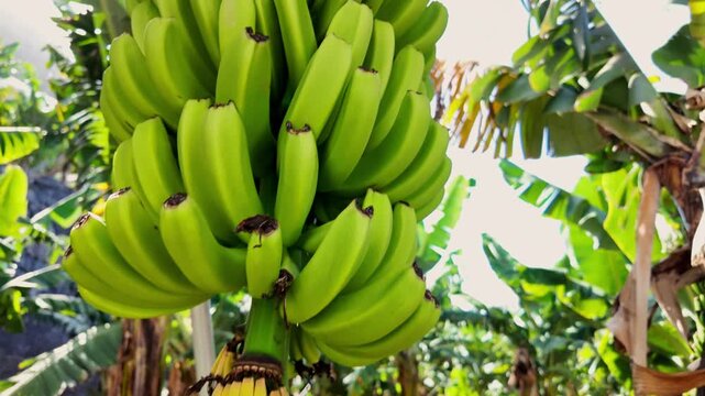 vibrant handheld shot capturing lush banana trees on a Costa Rican plantation, showcasing tropical agriculture and verdant scenery.