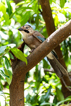 Eurasian jay perched on tree branch in lush forest
