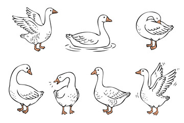 Fototapeta premium Hand drawn goose characters set vector illustration