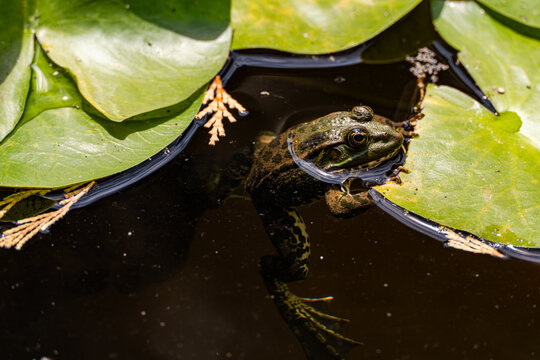 Wild frog among lily pad in a natural pond