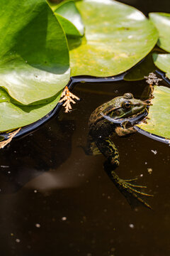 Frog swimming among lily pad in a wild pond