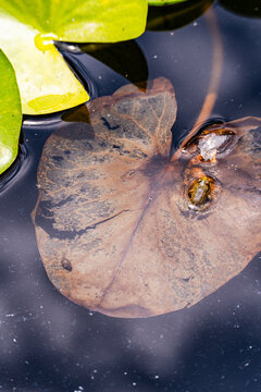 Frog resting on decaying lily pad in dark pond water